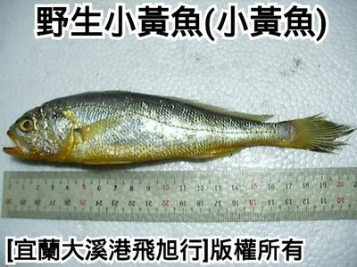 野生小黃魚(小黃魚)……特殊魚種，下標或訂購前請先詢問是否有魚