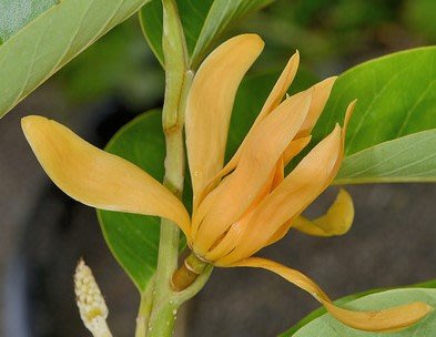 ╭☆東霖園藝☆╮優質樹種(黃玉蘭花)金蘭花--稼接苗---4.5吋盆--另有白玉蘭花