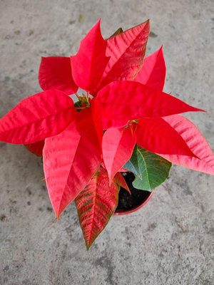 觀賞/室外植物~聖誕紅(橘紅花)3吋~高10-15公分~花精靈植物的家