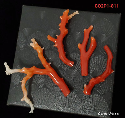 🌟Coral珊寶手作-天然阿卡珊瑚自然枝  CO2P1-811