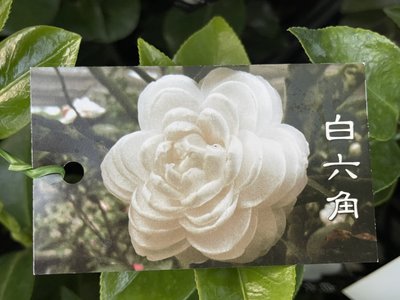 心心花園 ❤ 白六角 茶花苗 3.5吋盆 ❤觀花植物~農場擇優隨機出貨~四季翠綠~