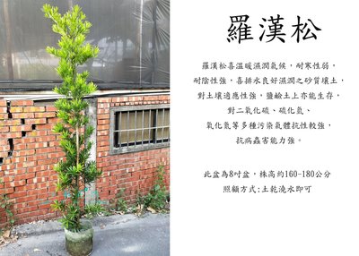 心栽花坊-羅漢松/8吋/圍籬用/綠化植物/綠籬植物/售價400特價350