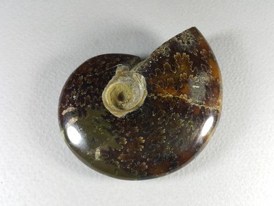 [銀九藝] 五億年前 松葉斑彩螺 鸚鵡螺化石 擺飾 擺件 (13)