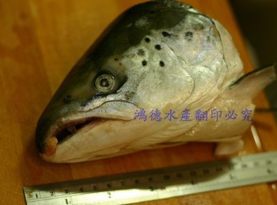鮭魚頭每公斤170元☆鴻德水產☆滿額免運
