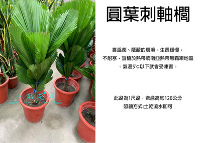 心栽花坊-圓葉刺軸櫚/1尺/觀葉植物/室內植物/綠化植物/售價2000特價1800