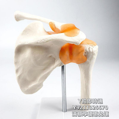 人體模型肩關節丨人體骨骼模型運動系統韌帶部可彎曲解剖演示骨科學教具