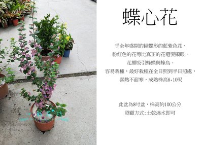 心栽花坊-蝶心花/冬紅花/7吋/觀花植物/綠化植物/售價1600特價1300