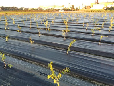 雜草抑制蓆50米長，4尺2捲