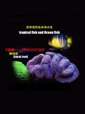 魚缸燈萬景豐海水缸珊瑚燈魚缸海缸led射燈藍白變光定時爆藻軟體LPS Fot