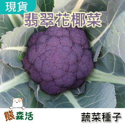 ～全舘滿790免運～紫色花椰菜種子 100顆量販包 義大利 進口【熊森活】