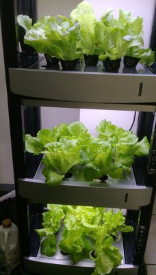 yen LED植物栽培種植箱 水耕種植 魚菜共生