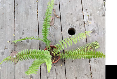 波士頓腎蕨 穩根 3吋盆 淨化空氣 耐蔭植物 陽台植物