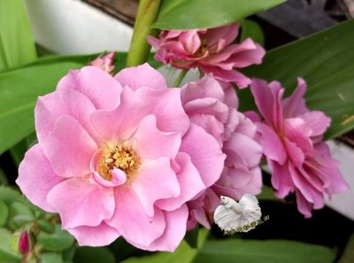 [品種名稱: 葵 ]  8吋大盆 [淺紫色月季 月季花 玫瑰花盆栽] 活體花卉植物 ~光線需充足. 可全年開花~