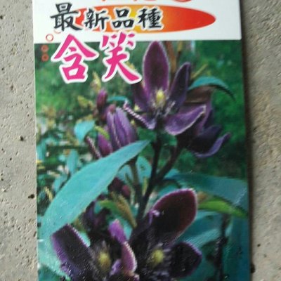 圍籬 **  紫花含笑  ** 5/6吋盆  高20-40公分 / 最新品種 /【花花世界玫瑰園】