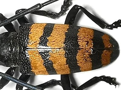 【熱賣精選】加里曼丹原始雨林罕見小天牛甲殼蟲標本珍藏