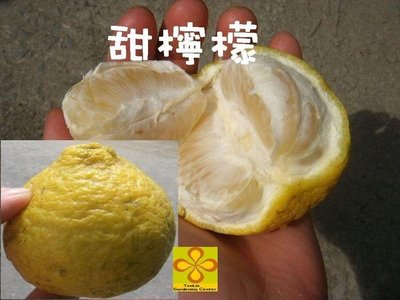 ╭☆東霖園藝☆╮水果苗(三寶柑)(檸檬蜜柑))甜檸檬--檸檬的清香,口感如柑橘
