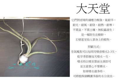 心栽花坊-大天堂/空氣鳳梨/懶人植物/售價150特價120