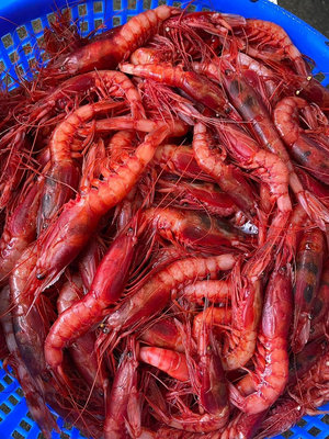 宜蘭大溪特產現撈野生深海胭脂蝦