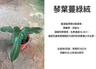 心栽花坊-琴葉蔓綠絨/5吋/綠化植物/室內植物/觀葉植物/售價350特價300