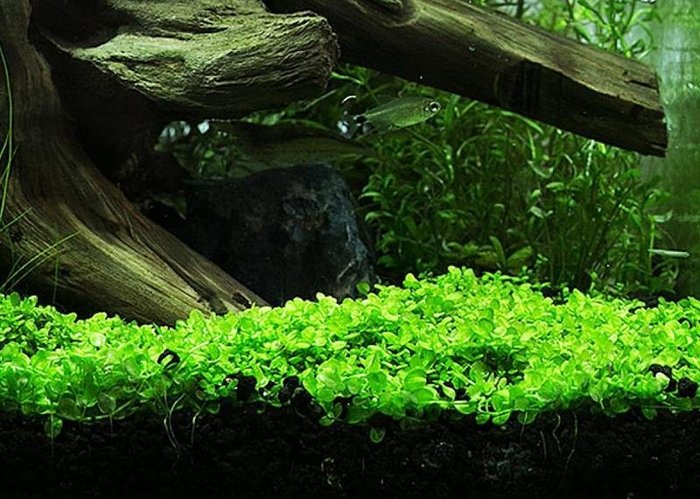 蝦兵蟹將 水草造景 新大珍珠草 鐵片 單片 前景草陽性水草趴地珍珠 Yahoo奇摩拍賣