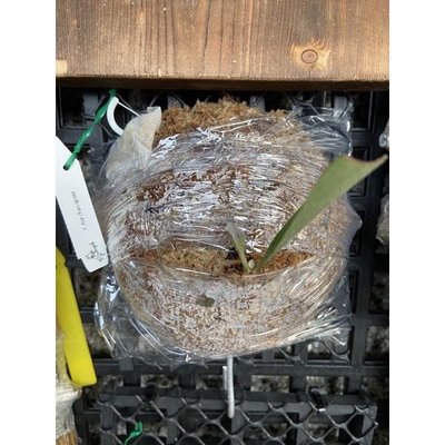 鹿角蕨-P.Aro chao spore -己上板療癒植物-天南星-觀葉-室內-文青風-IG網紅-植物-療癒植物-蕨類植