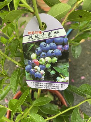 ^花草巷弄^ 6吋盆 // 暖地小藍莓 // 食用植物 // 水果苗 // A級