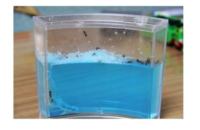 中號【NF286】螞蟻迷宮 螞蟻王國 生態玩具 看螞蟻築巢 螞蟻工坊 養螞蟻 螞蟻日記