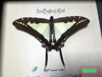 昆蟲記~亞馬遜雨林·令人驚嘆的物種·神秘的鳳蝶+++10-特價