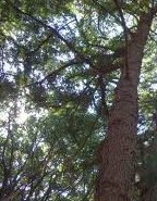 苗圃培養台灣油杉 仟插苗 5吋盆1入