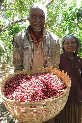 【紅櫻桃計畫】水洗 耶加雪啡 畢洛雅 CR95 咖啡杯測95分 每磅490 【咖啡543】咖啡 豆