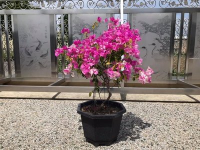 九重葛『斑葉花寶巾』台南自取-編號:A112《美觀、療癒、幸福、會開花、植物、造景、家庭綠化、玄悟藝樹》