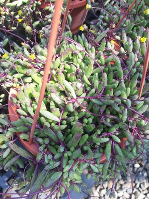 花花世界_多肉植物--黃花新月--紫弦月-紫葡萄--紫佛珠--/6吋盆/TP