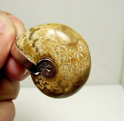 小風鈴~天然極品包框斑彩螺化石墜子(鸚鵡螺)(重27.3g)