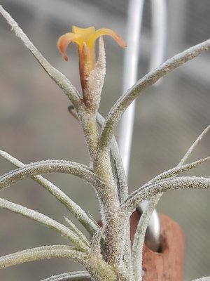 綠房子空氣鳳梨 迷你型 香花 Tillandsia crocata v Tristis