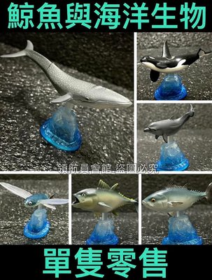 【領航員會館】單售 日本正版EPOCH鯨魚與海洋生物 扭蛋 海豚殺人鯨虎鯨抹香鯨藍鯨飛魚鰹魚鮪魚 公仔 擺件 模型 玩具