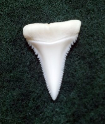 (New 大白鯊嘴牙) 2.8公分真正大白鯊(下鍔)鯊魚牙..無刮痕無缺齒. A標本級. 稀有! #42.281907