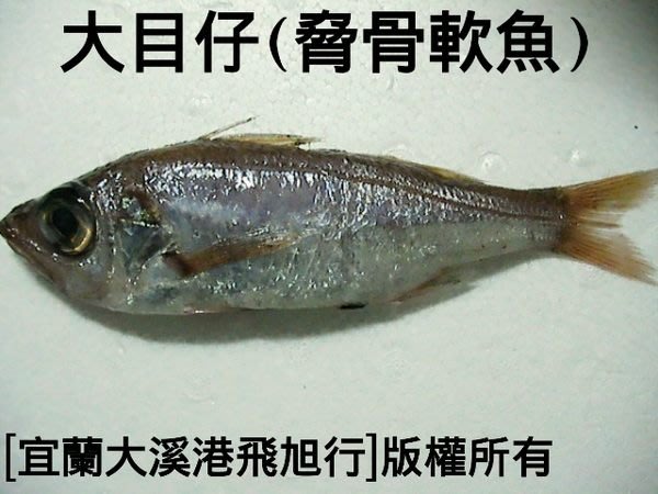 大目魚