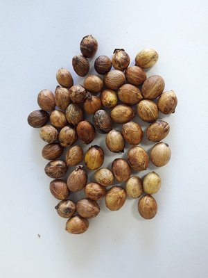 S-122【種子盆栽】大王椰子種子，15顆30元。別名:皇冠棕櫚