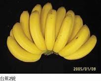 香蕉苗 台蕉2號 組培苗 高產量香氣濃郁