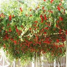 日本特種番茄樹種子5入:B011