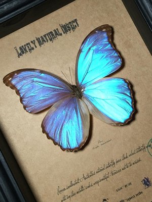 亞馬遜原始雨林驚嘆的晶白閃蝶蝴蝶標本珍藏歐式簡約昆蟲禮品B1~特價