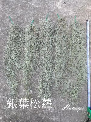 空氣鳳梨-銀葉松蘿/細綠葉松蘿 。 新手植物