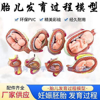 人體胚胎發育模型 妊娠胚胎發育過程 懷孕十月胎兒模型 醫學教學