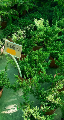 玉山圓柏6 吋盆2023/10月實物拍攝室內植物 觀葉植物 綠化植物