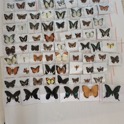 【熱賣下殺】50種不重復蝴蝶標本一套