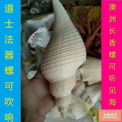 現貨熱銷-澳洲長香螺 天然貝殼海螺 大樂器號角 海星角螺海螺 號角樂器吹螺