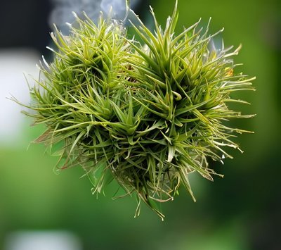 綠房子空氣鳳梨 迷你紫羅蘭 Tillandsia aeranthos minuette 有側芽