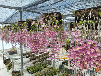 5吋天然蛇木版植 天宮石斛蘭(櫻花) 瀑布蘭，滿版種植，4底爆滿開花，再送盆苗10盆。