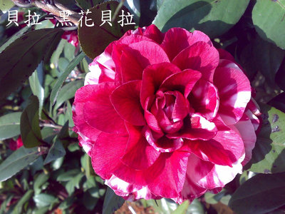 【盛宏茶花】茶花品種︱C嫁接茶花︱黑花貝拉C616-10