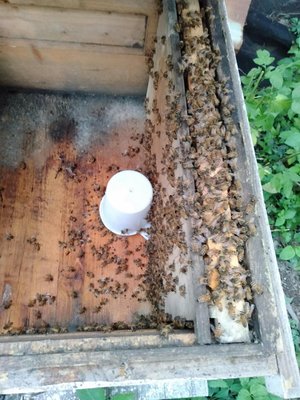 養蜂工具 巢門餵糖餵水器 蜜蜂喝糖水不會淹死